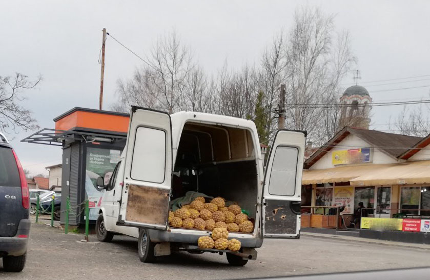 "Убиха" стопанина: Ужасяващи новини от Родопите за картофите и... СНИМКИ