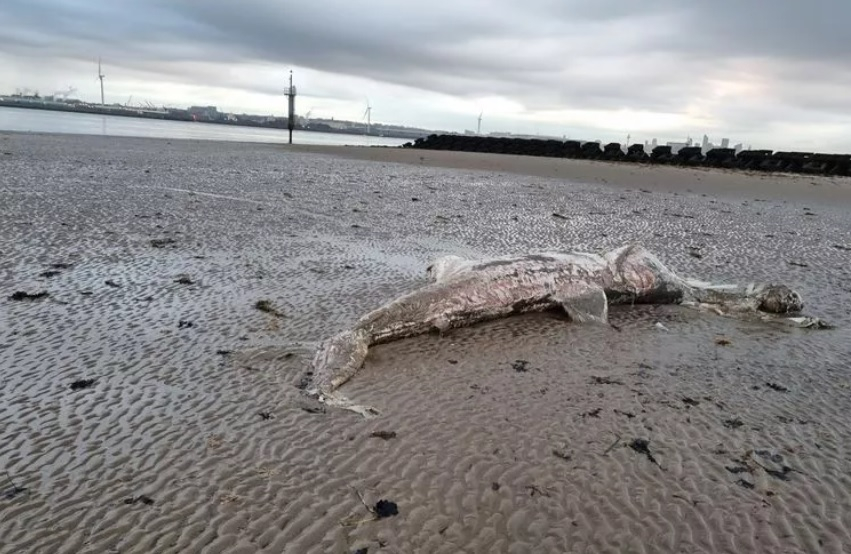 Останките от гигантска риба бяха открити на плаж СНИМКА