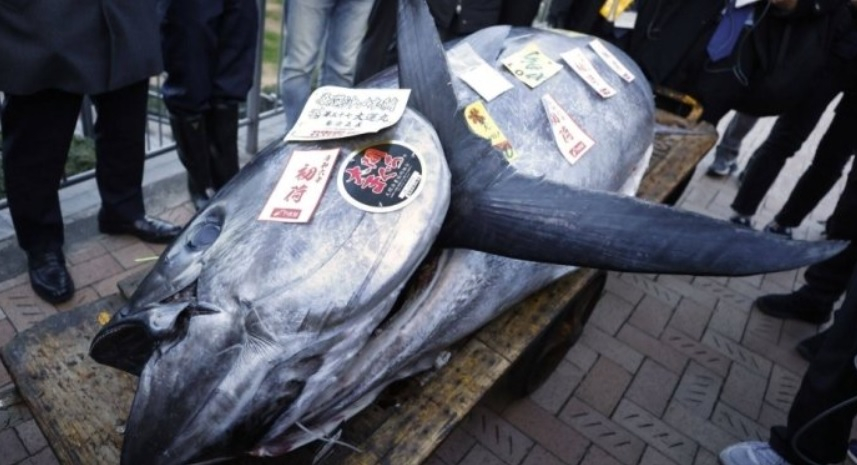 Невероятен улов: Огромна 238-килограмова риба беше продадена за $800 хиляди СНИМКИ