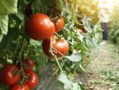 Богата реколта: Ще берете и ядете яко домати, ако направите това с почвата