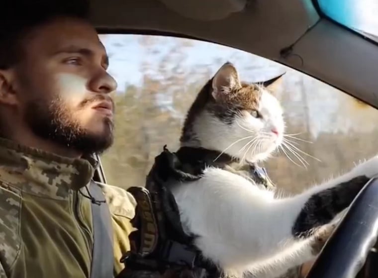 Котки герои: След конете и те помагат на ВСУ във войната срещу Русия ВИДЕО