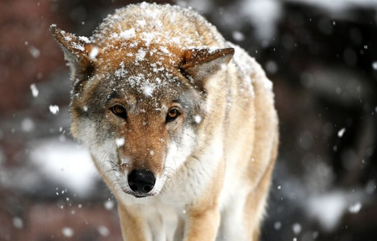 Вълци със смъртоносен зомби вирус нападнаха хора, заразиха ги