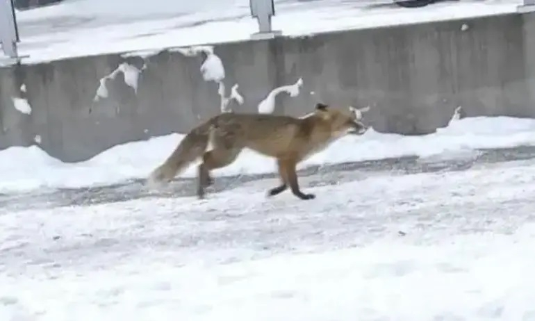 Експерт: Ако срещнете лисица в София, за нищо на света не правете това