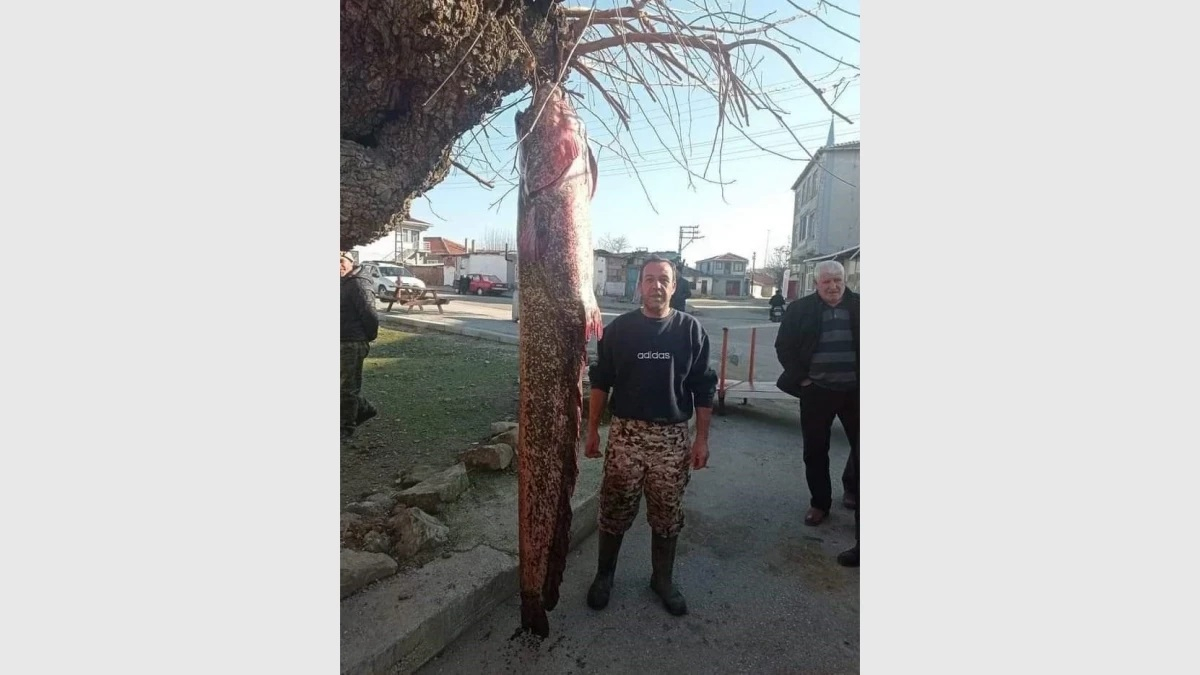 Слука: Не е за вярване, но рибар извади от Марица 2,3-метров сом СНИМКИ