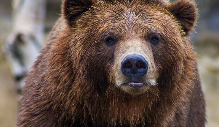 Известен мечок уби мъж при инцидент ВИДЕО