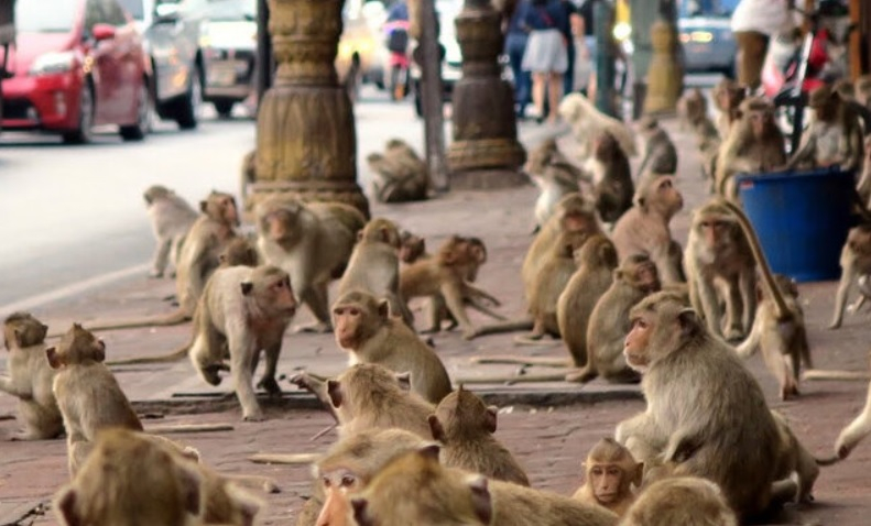 Хиляди маймуни завладяха популярен туристически град, плячкосват домове и магазини ВИДЕО