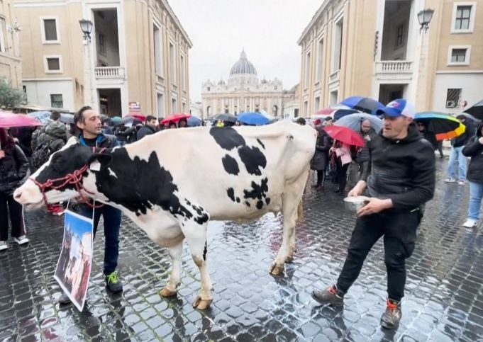 Фермери вкараха крава във Ватикана и пред очите на всички... СНИМКИ