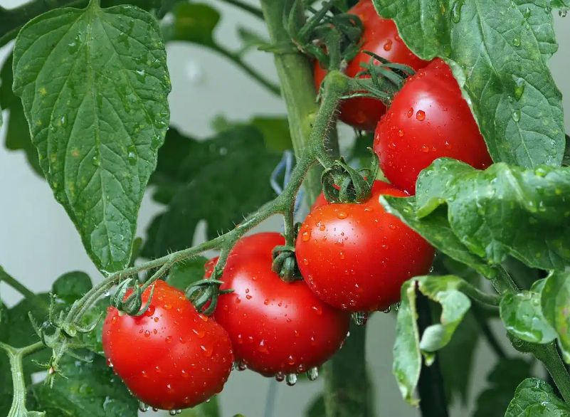Посадете си домати-чудо: Клоните се пръскат от плодове, а вкусът им е неустоим