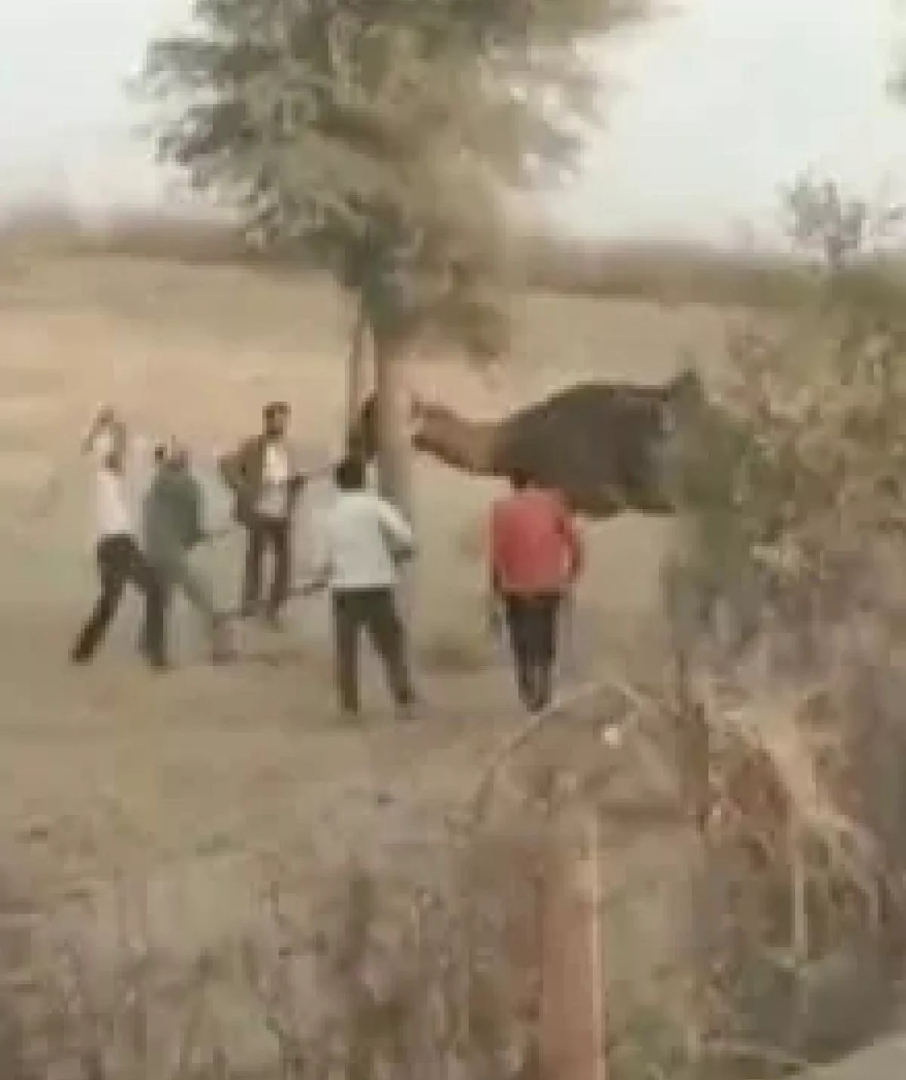 Разярена камила отхапа главата на собственика си, застигна я жестоко отмъщение ВИДЕО 18+