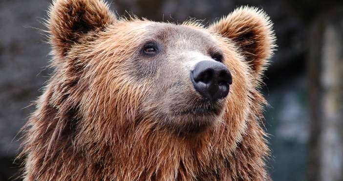 Гладна мечка родопски села тероризира, ето какво искат местните 