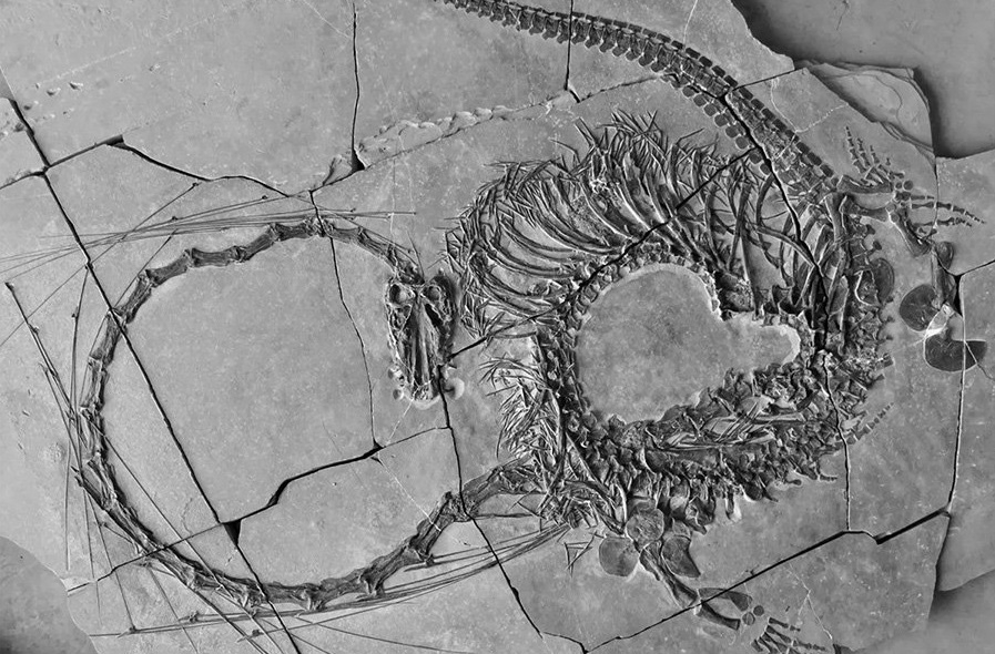 Археолози откриха останките на дракон, ето къде СНИМКА