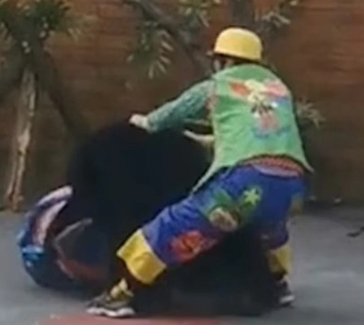 Ужас: Мечка нападна дресьор по време на цирково представление ВИДЕО 18+