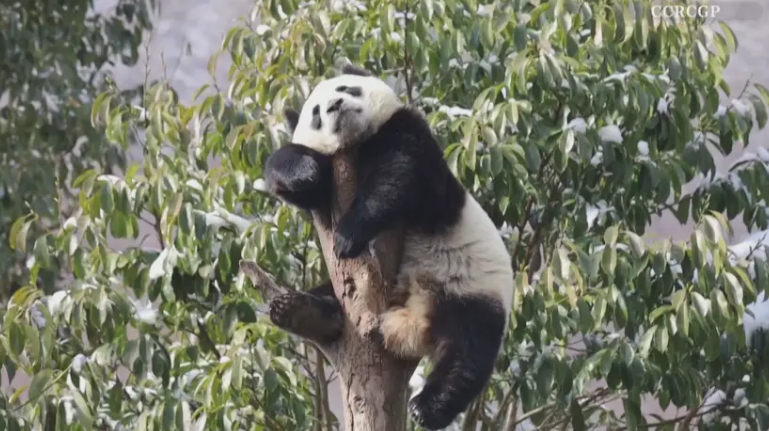 Панда заспа в очарователна поза на клон СНИМКА