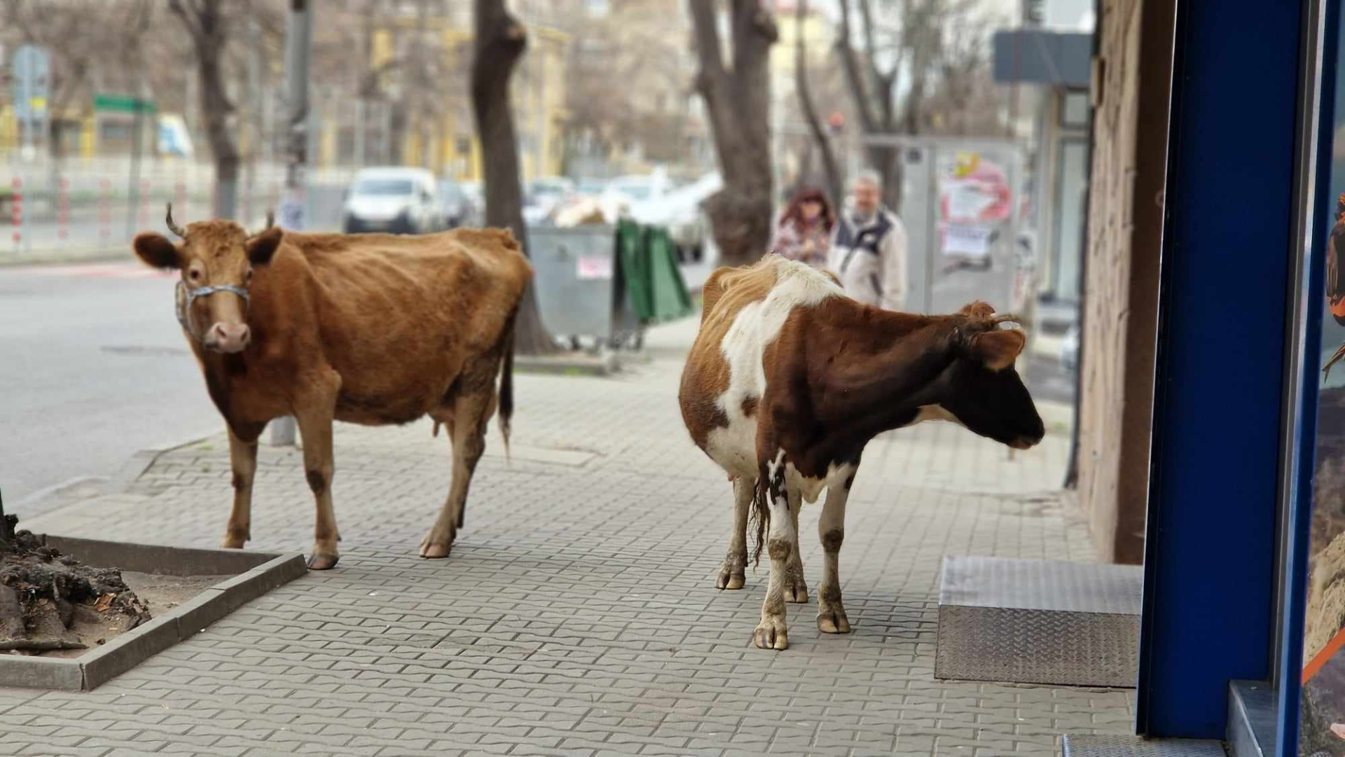 Необичайна гледка по улиците на Стара Загора шокира минувачите СНИМКИ 