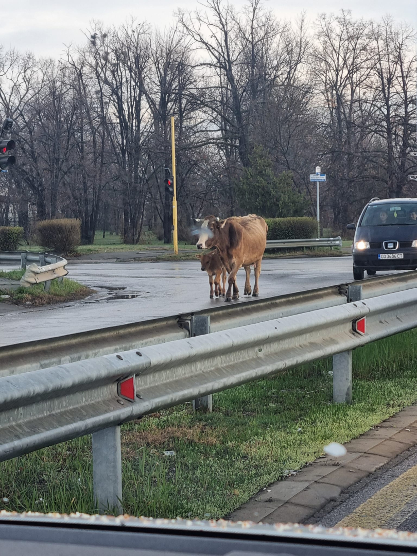 Невиждан екшън край летище София, има пострадала жена СНИМКИ 