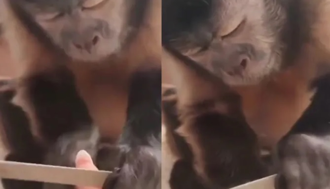 Маймуна, която прави маникюр, възхити интернет ВИДЕО