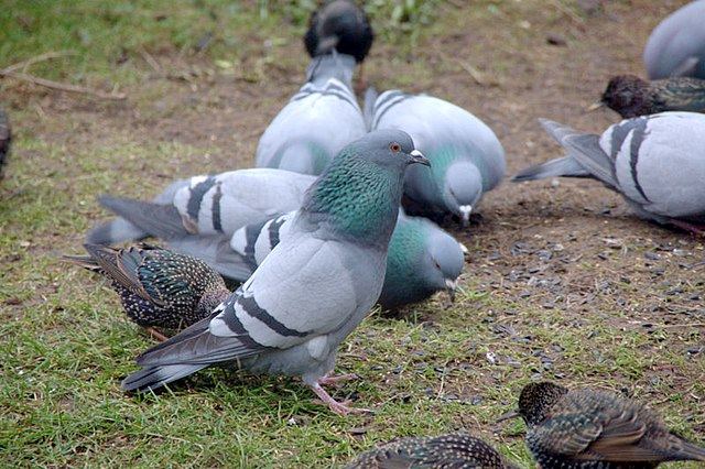 Внимание: Храненето на гълъби може да ни докара опасна болест