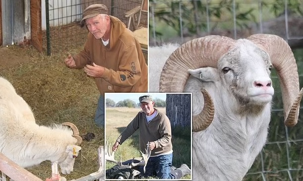 Зъл генетик създава овца убиец, за да я използва като куче, можело да затрие света 
