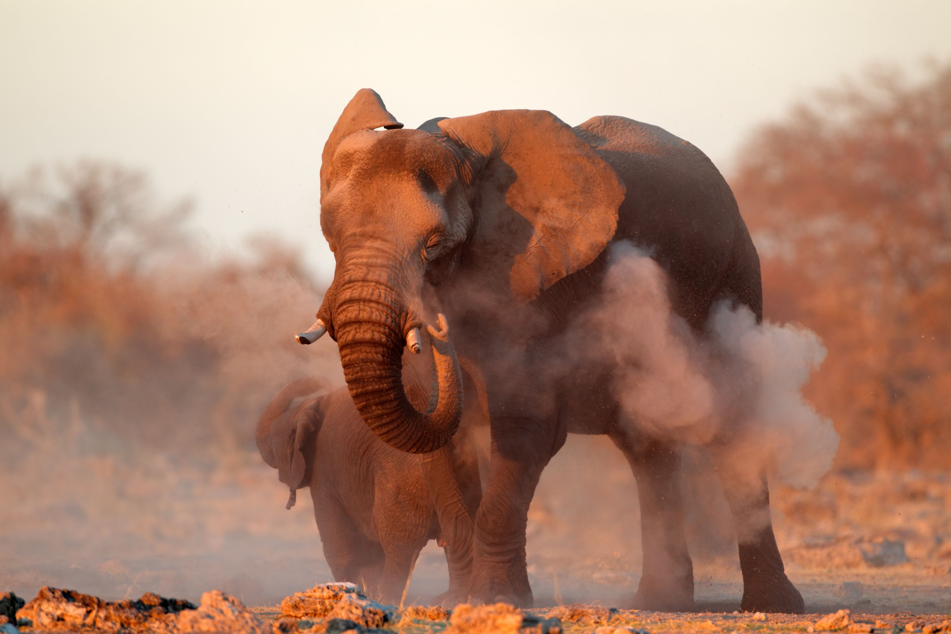 Ужасяващо ВИДЕО показа как слон уби туристка на сафари 