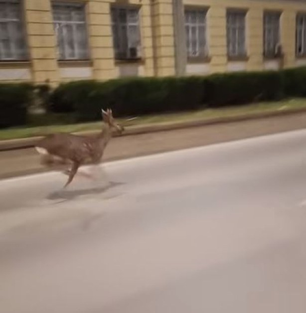 Изплашено диво животно препуска по улица в Русе ВИДЕО