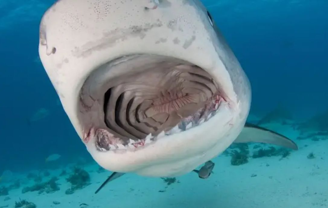 Акула глътна камера вместо водолаз, ето какво изумително ВИДЕО се засне