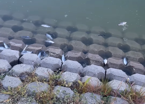Какво се случва? Стотици мъртви риби изплуваха в Пловдив ВИДЕО