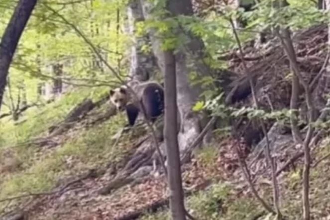 Свиреп звяр изкара акъла на туристи под връх Ботев