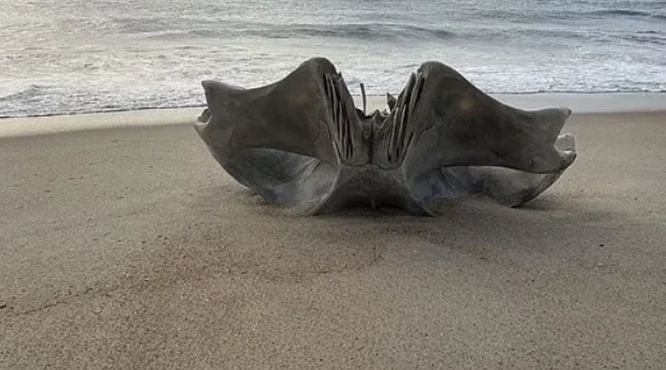 Гигантски череп от 40-тонно страховито същество е открито на US плаж СНИМКА