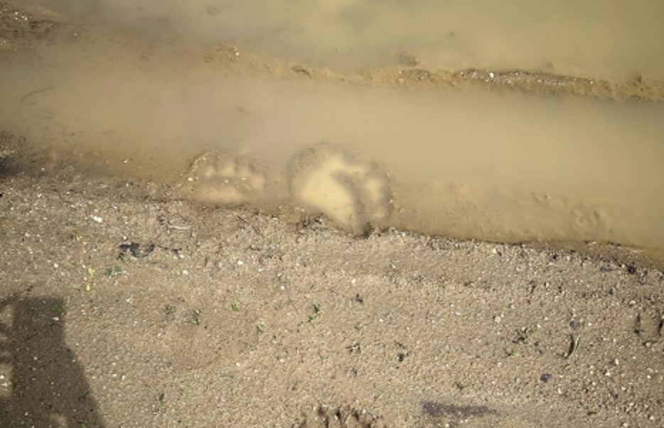 Какво е това? Благоевградско село настръхна от чудовищни следи в калта СНИМКИ 