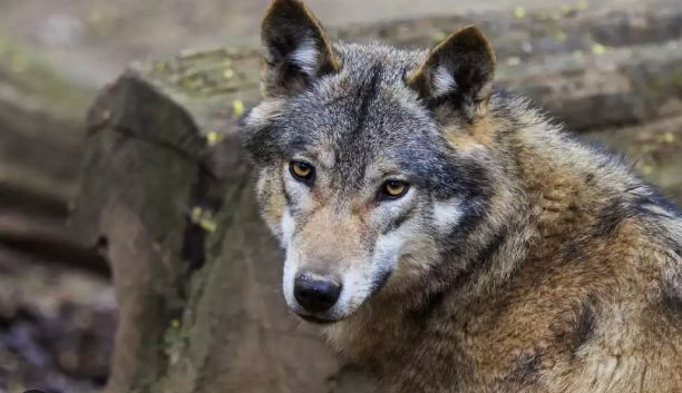 Свирепи хищници обикалят Пиринско, старците не смеят да идат до градините си 