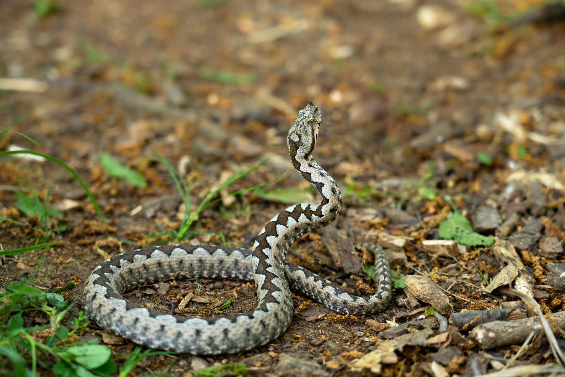 Лоши новини за жената, ухапана от змия в Кресна