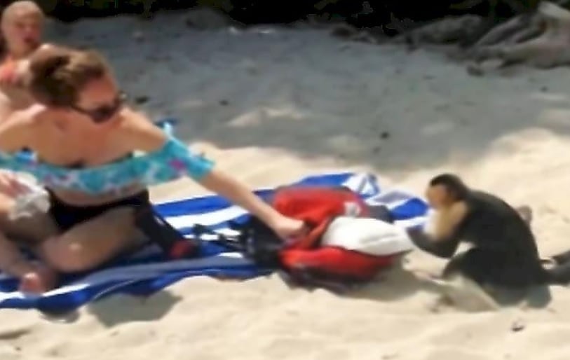 Вижте как маймуна, действаща заедно с игуана, ограби туристка на плажа ВИДЕО