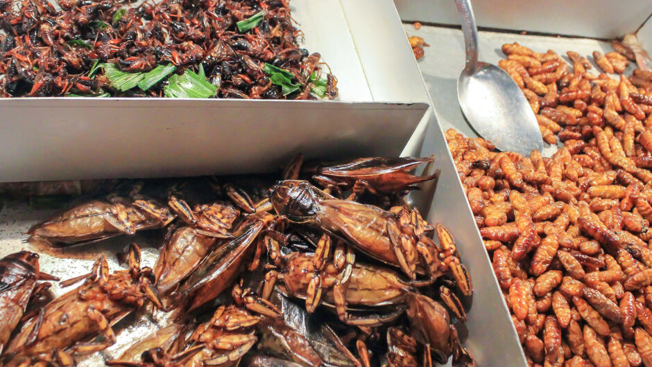 Гнус: Сингапур добави 16 нови вида насекоми за хапване 