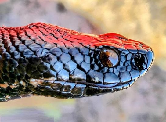 Уловиха една от най-редките змии у нас СНИМКИ