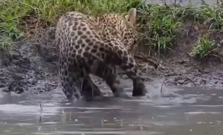 Леопард разсмя мрежата със своя улов във водоем ВИДЕО