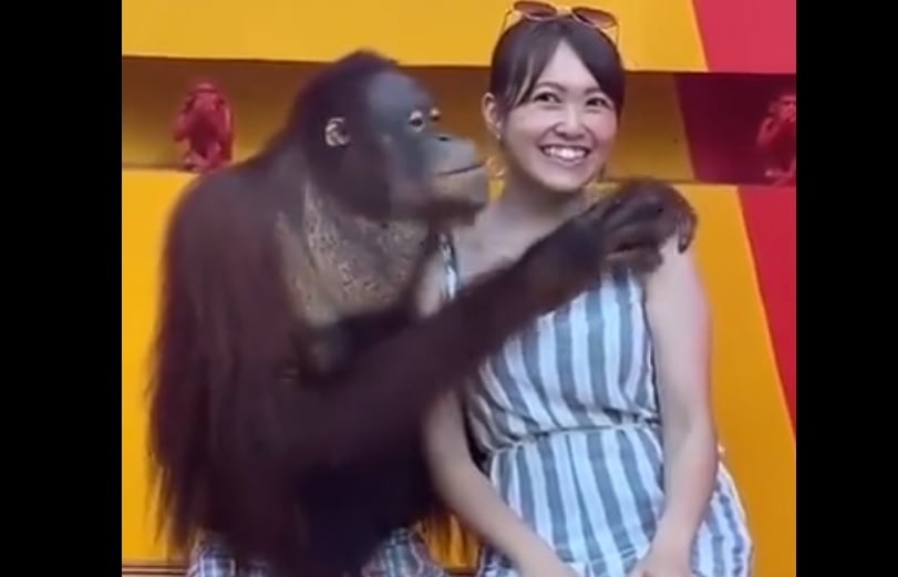 Забавно: Вижте как симпатичен орангутан съблазнява туристка ВИДЕО