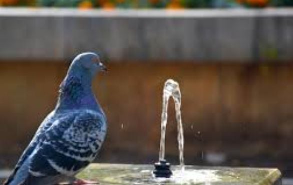 Не ритай водата на птиците, че Господ ще ритне твоята! 