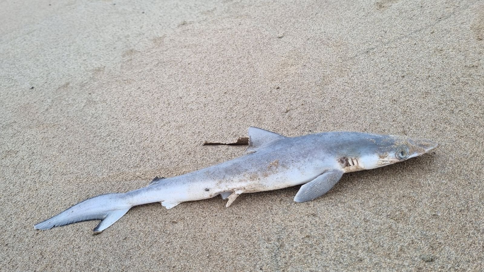 Учени тестваха акули край бреговете на Бразилия и като излязоха резултатите, изпаднаха в шок СНИМКА