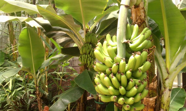 Видни родни климатолози казаха ставаме ли бананова република
