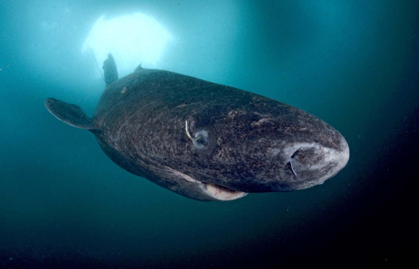 Ужасяващ звяр живее повече от 5 века в дълбините на океана! ВИДЕО