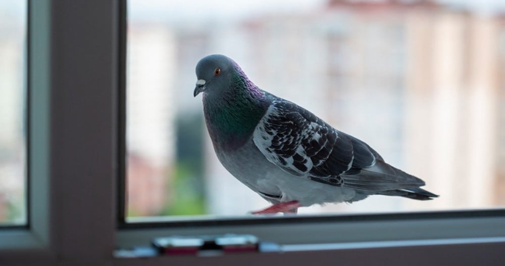 Поличба: Ако гълъб кацне на прозореца ви, чака ви...