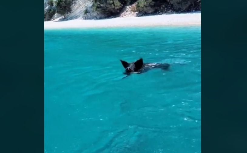 На хитов гръцки плаж прасета плуват заедно с хората ВИДЕО
