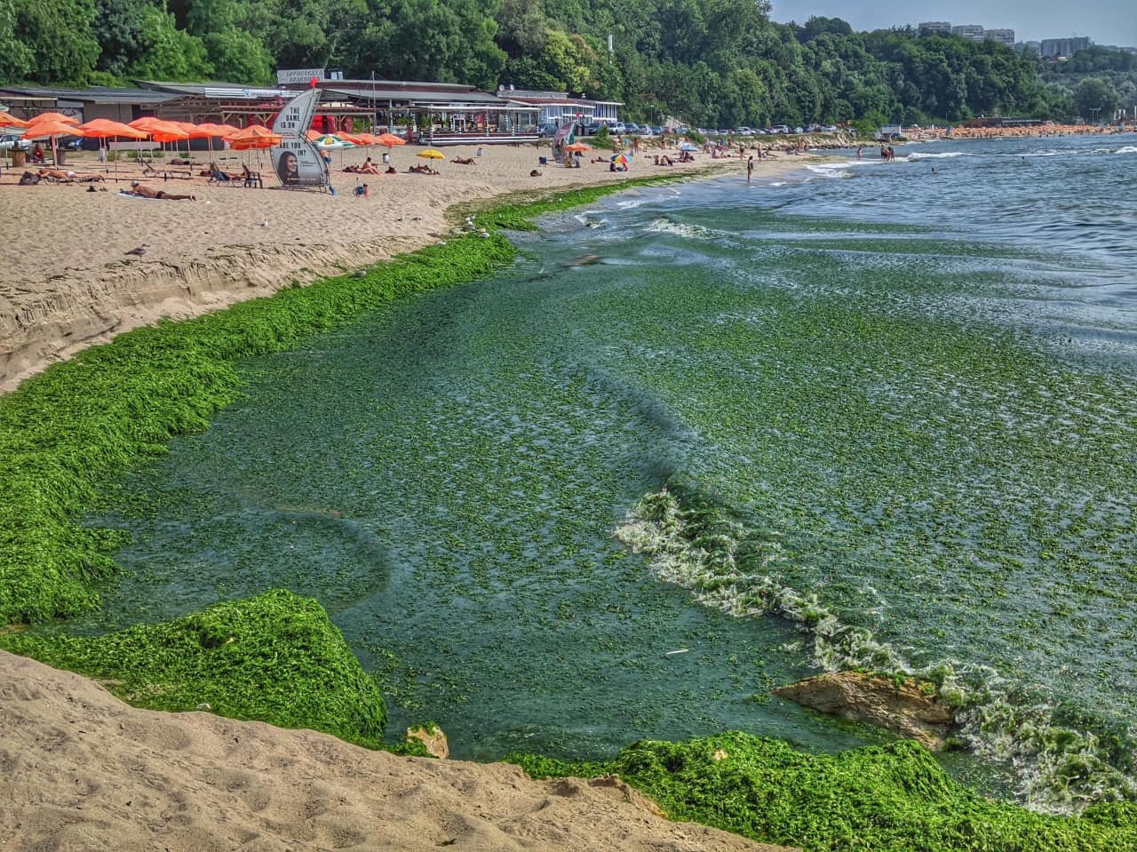 БГ учени: Огромна промяна в Черно море, вече има... СНИМКА