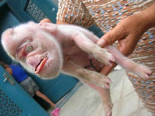 Прасе с маймунска глава се роди в китайска ферма