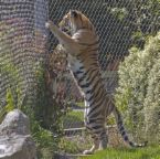 Индийските зоологически градини ще развъждат само "генетично здрави" тигри