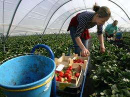 Берачите на ягоди от шотландските ферми на минус