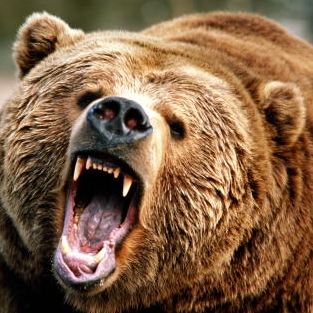 Убиха мечка стръвница край Чепеларе
