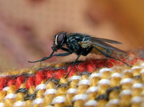 Учените разкриха защо мухите са неуловими