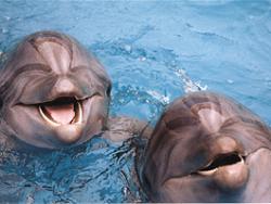 Делфини на диета в Япония