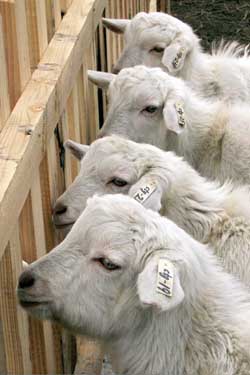 В Русия отглеждат кози с ... човешки гени